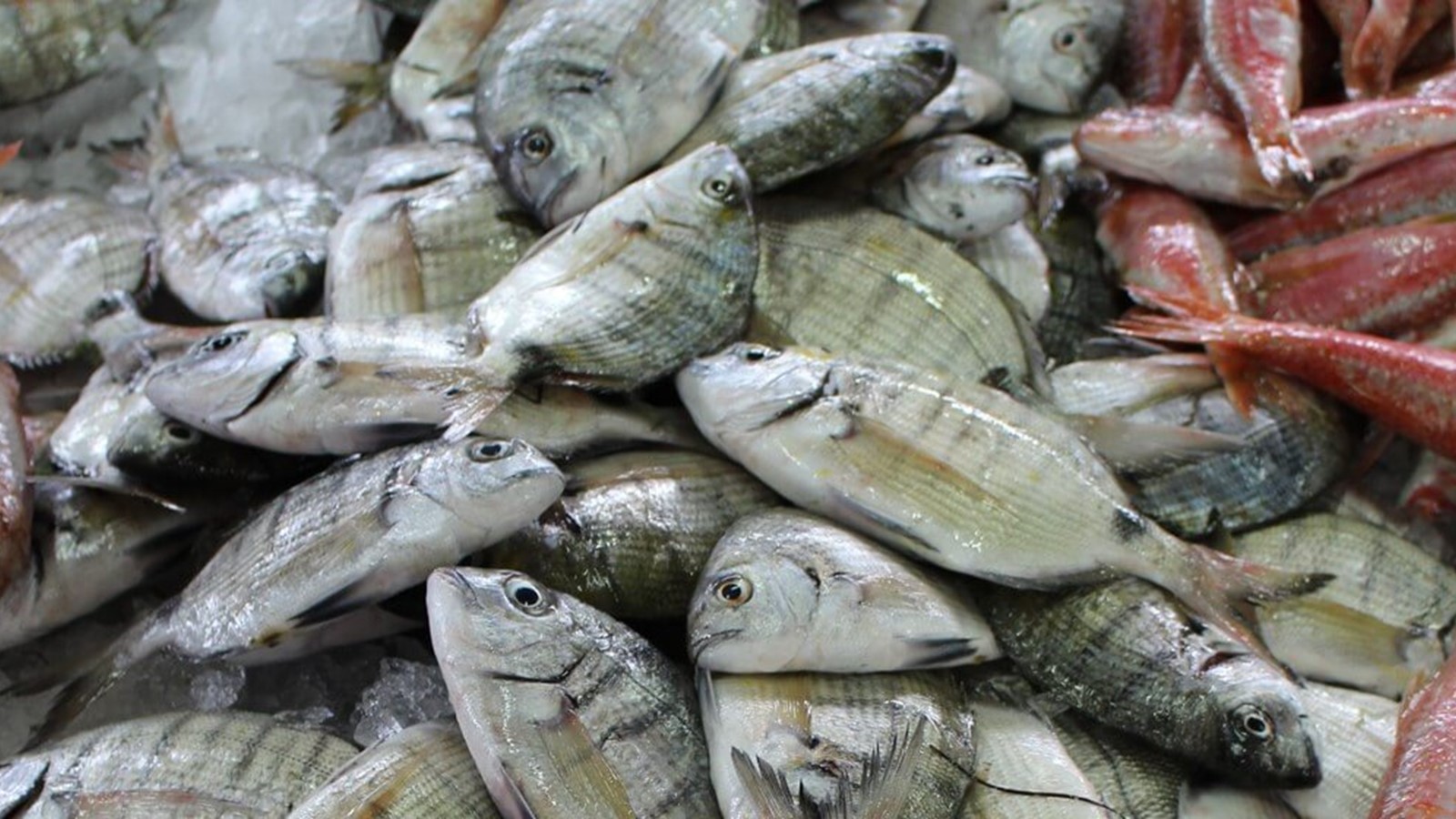 Fish - Lista de Peixes em Inglês - Inglês Gourmet